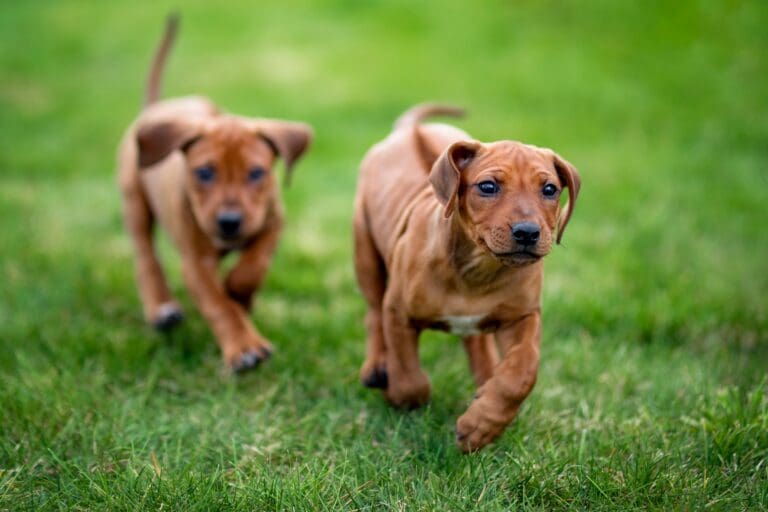 Welpe kommt nicht zur Ruhe: Das kannst du tun – Seevetal | Hundepsychologin Welpe kommt nicht zur Ruhe: Das kannst du tun – Seevetal