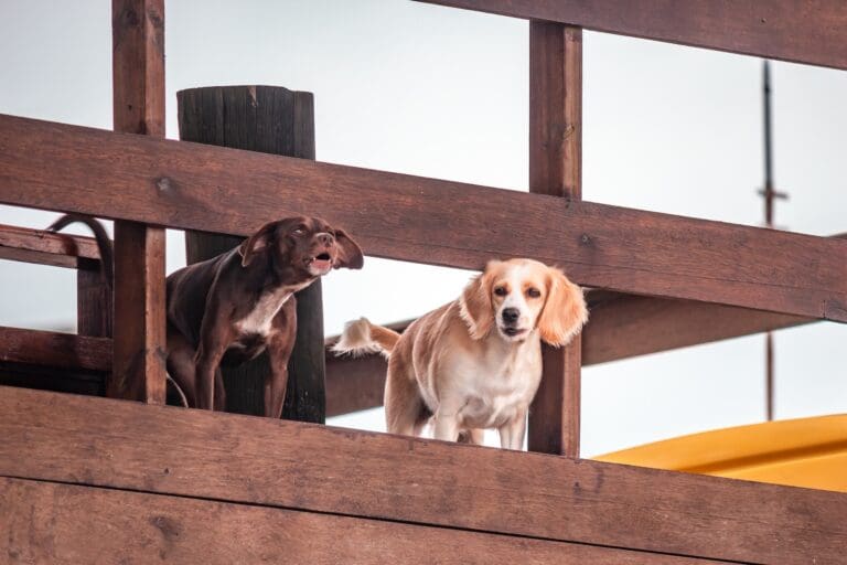Hund bellt Besuch an: 6 Ursachen und Lösungen – Seevetal