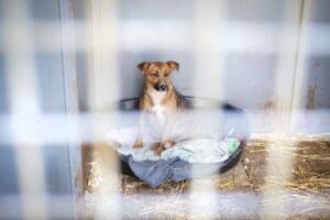 Dog in cage