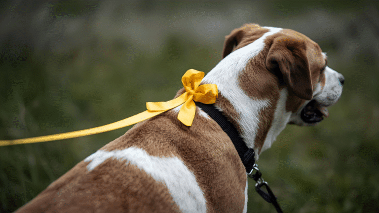 Gelbe Schleife Hund: Bedeutung und Anwendung - Seevetal | Hundepsychologin Gelbe Schleife Hund: Bedeutung und Anwendung – Seevetal