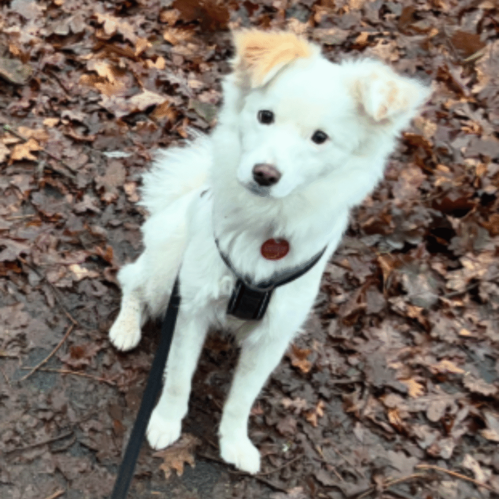 Mobile Hundepsychologin | Seevetal, Hamburg und Umgebung