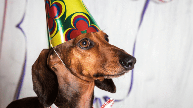 Hund hat Angst an Silvester? So kannst du ihm wirklich helfen – Seevetal