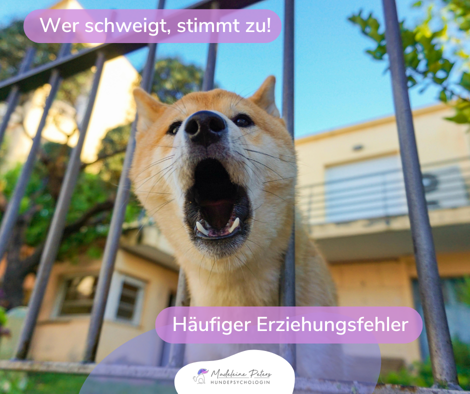 Mobile Hundepsychologin | Seevetal, Hamburg und Umgebung