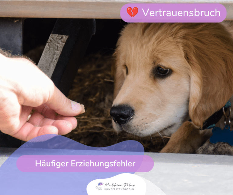 Angsthund: DAS solltest du vermeiden - Seevetal | Hundepsychologin Angsthund: DAS solltest du vermeiden – Seevetal
