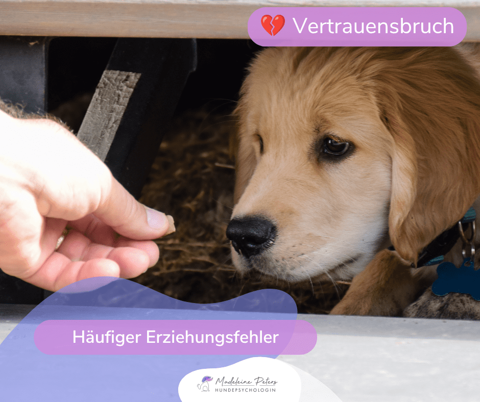 Mobile Hundepsychologin | Seevetal, Hamburg und Umgebung