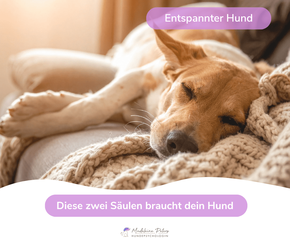 Mobile Hundepsychologin | Seevetal, Hamburg und Umgebung