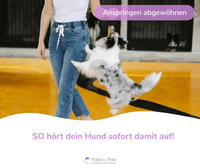 Hund springt Menschen an - DAS hilft! - Seevetal | Hundepsychologin Hund springt Menschen an – DAS hilft! – Seevetal
