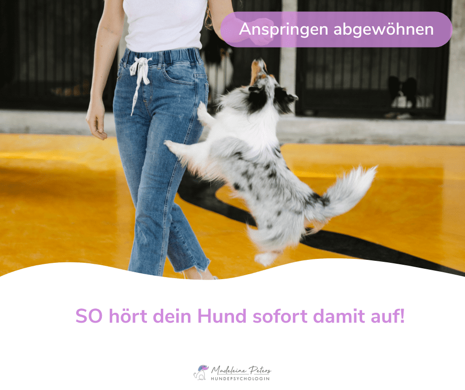 Mobile Hundepsychologin | Seevetal, Hamburg und Umgebung
