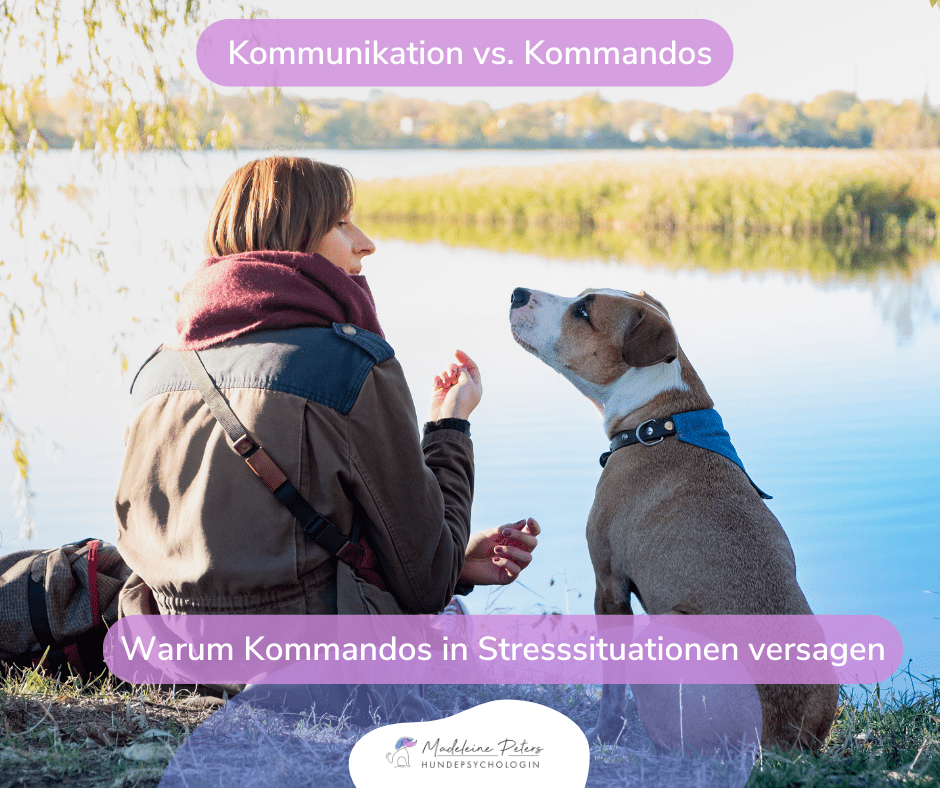 Mobile Hundepsychologin | Seevetal, Hamburg und Umgebung