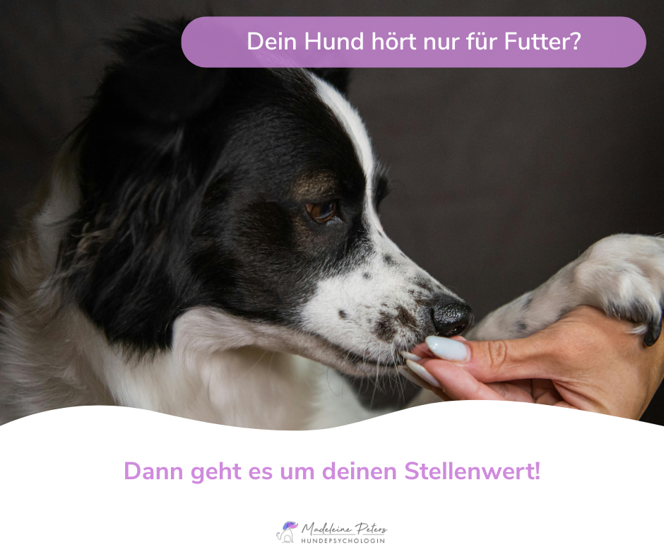Mobile Hundepsychologin | Seevetal, Hamburg und Umgebung