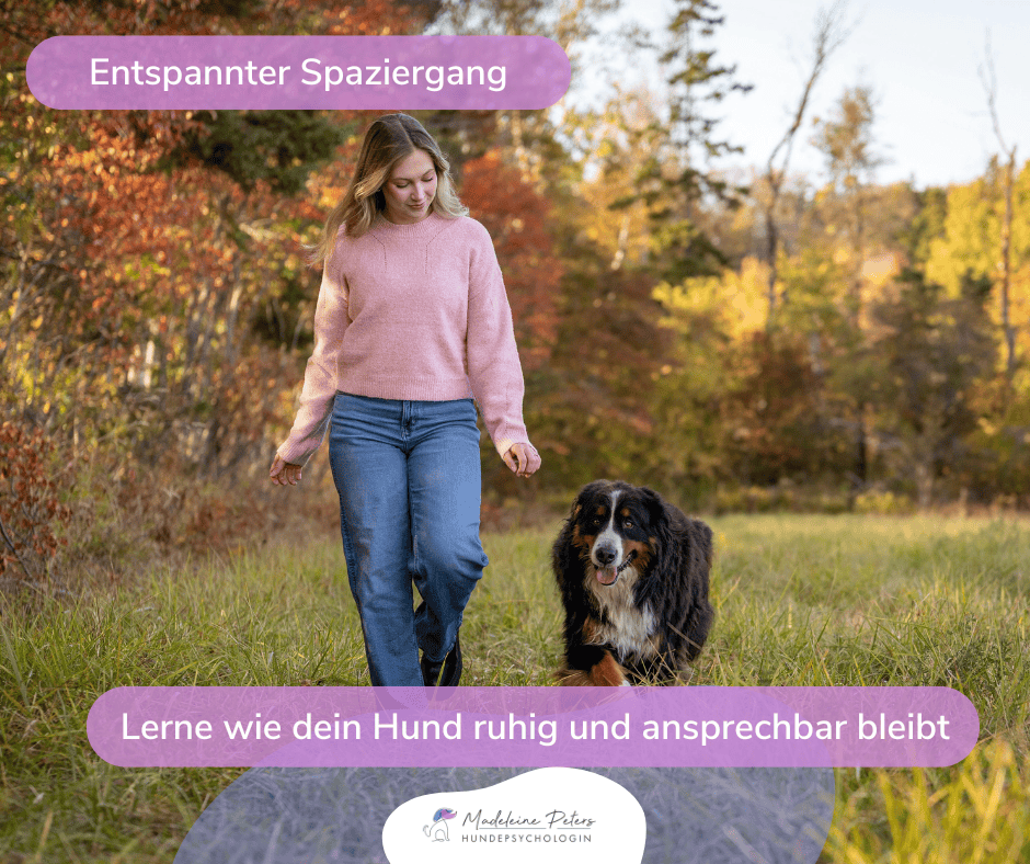 Mobile Hundepsychologin | Seevetal, Hamburg und Umgebung