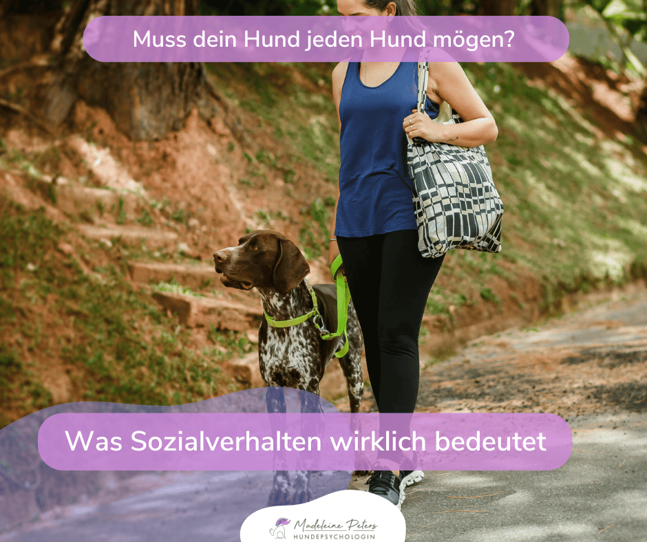 Mobile Hundepsychologin | Seevetal, Hamburg und Umgebung