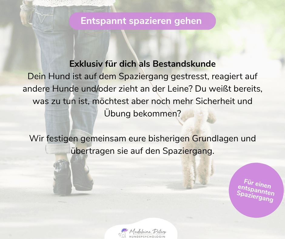 Mobile Hundepsychologin | Seevetal, Hamburg und Umgebung