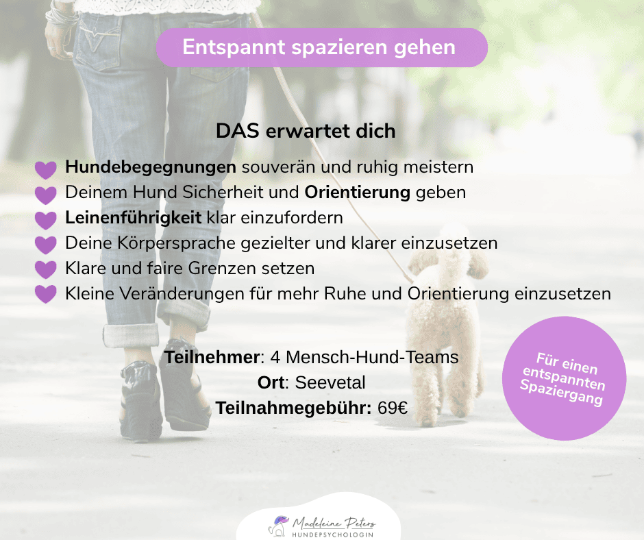 Mobile Hundepsychologin | Seevetal, Hamburg und Umgebung